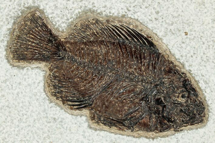 Detailed Fossil Fish (Cockerellites) - Wyoming #328083